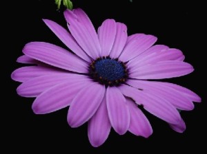 purple-daisy-renew-scii