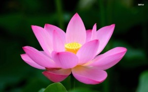 sacred lotus 